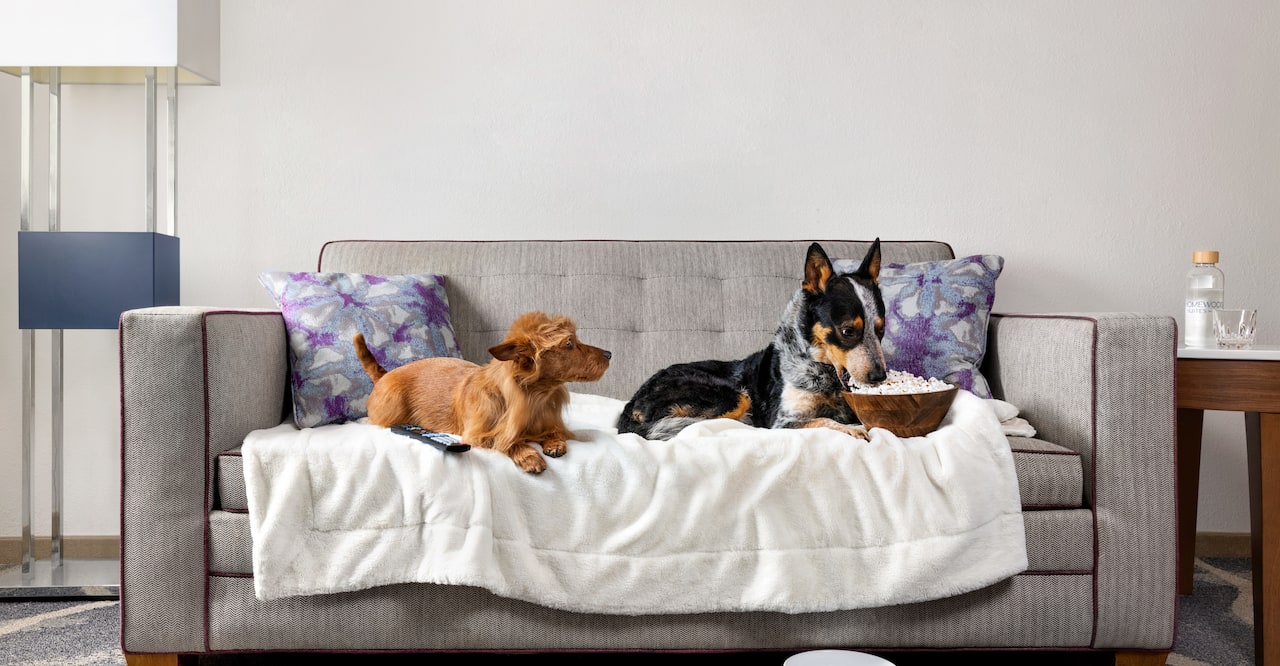 Dogs on couch