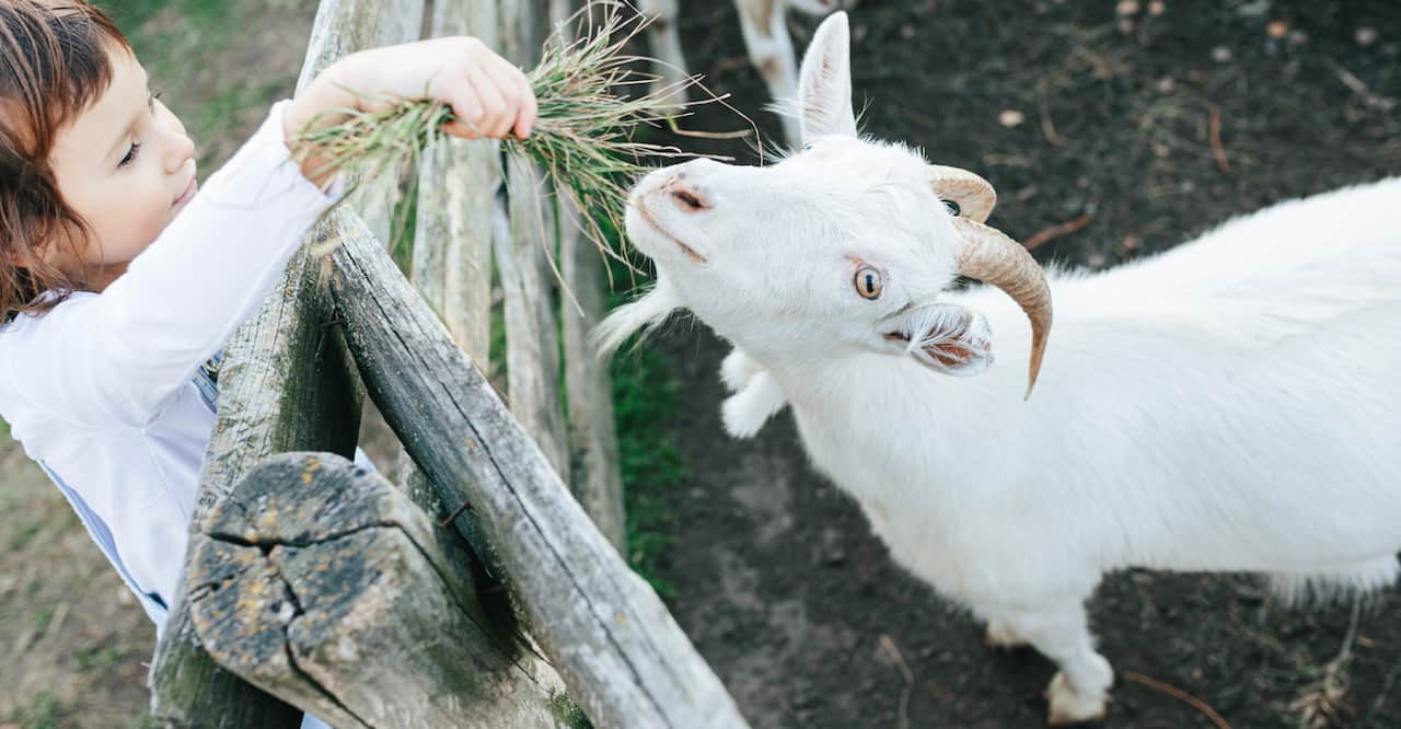 Little girl feeding goats on the farm. 