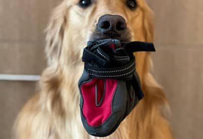 dog with bag in mouth