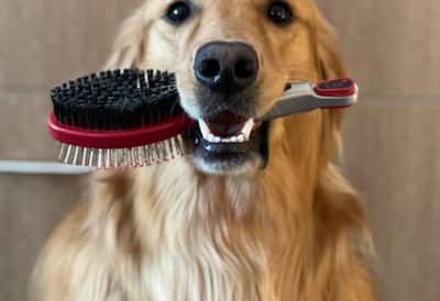 dog with brush in mouth