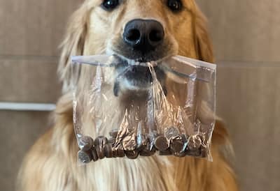 dog with dog food carry bag