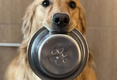 dog with food bowl