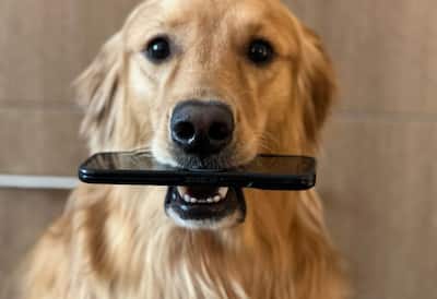 dog with phone