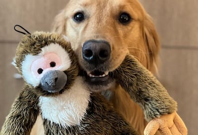 dog with stuffed monkey