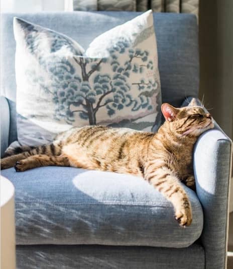 A cat lounging on a blue arm chair with white and blue cushion. Their head is rested on the arm of the chair.