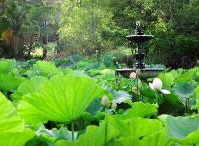 Lotus field at Royal Botanic Garden, Sydney, Australia.