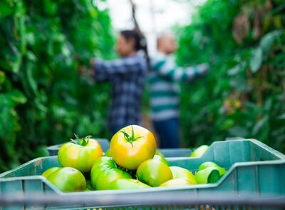 Green tomatoes in plastic box in greenhouse, blurred people picking vegetables on background.