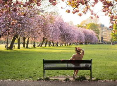 A woman holds her hat while sitting on a black metallic bench overlooking pink Cherry Blossom trees in a sunny Spring day in the Meadows Park, Edinburgh, Scotland, UK.