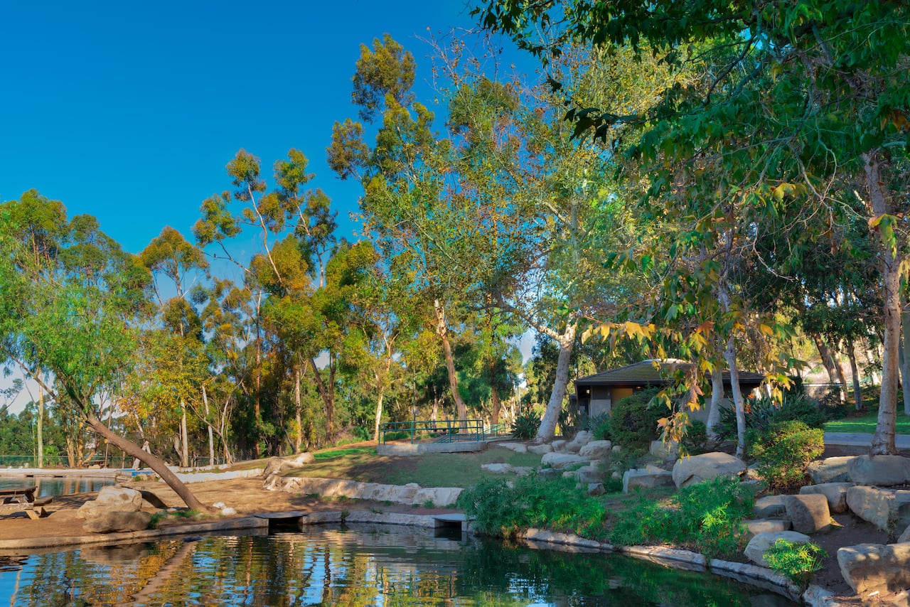 Los Angeles, Kaliforniya'daki Kenneth Hahn Park'ta ağaçlar, bir havuz ve yeşillikler.
