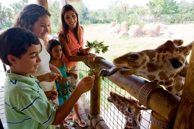 Family Feeding Giraffes at the Zoo