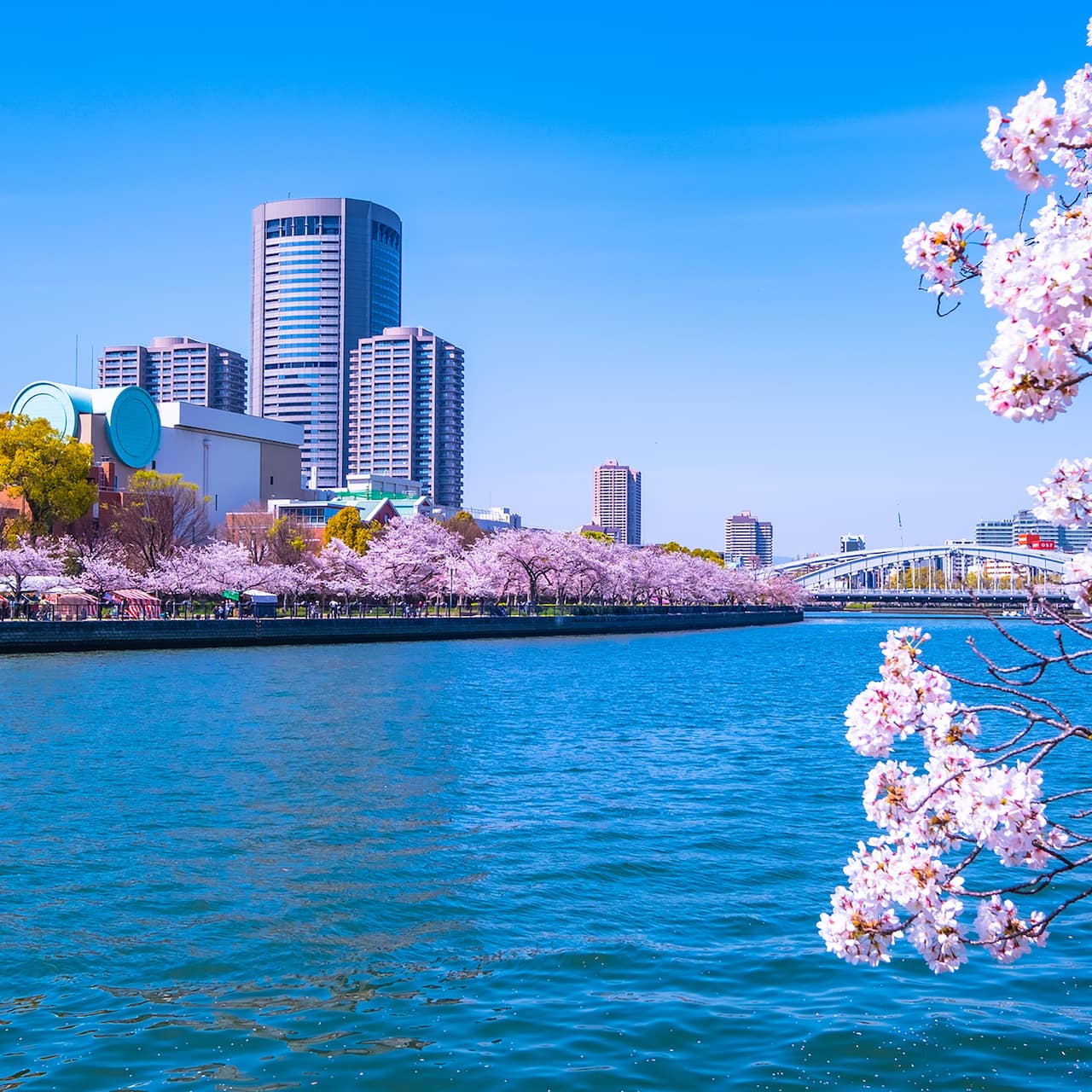 Şehir manzaralı Kiraz çiçekleri