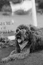 Aimable pour les chiens 