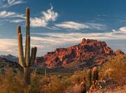 Sonoran Desert Scene in Arizona