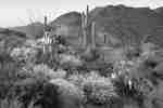 Sonoran Desert