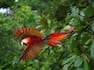 Wildlife on Property, a Scarlet Macaw Flying with Trees in Background