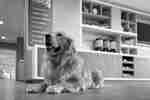 Adorable golden retriever relaxing in the pet friendly hotel lobby.