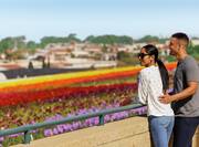 Couple standing on balcony overlooking field of colourful flowers