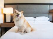 Dog on Bed in Guest Room