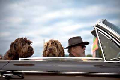 Man Driving Convertible Car With Two Dogs in Passenger Seat