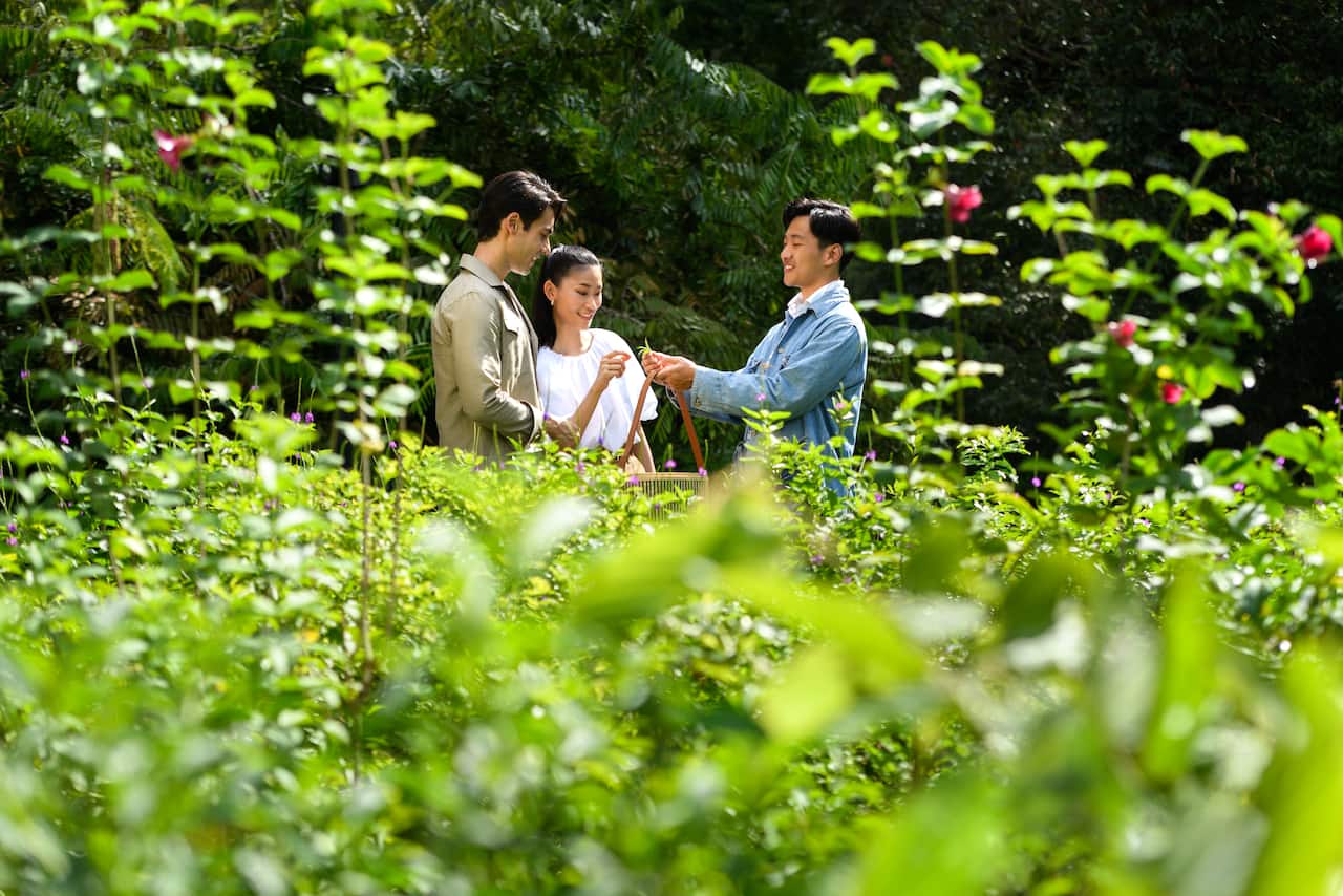 Woman and two men walking through plant life