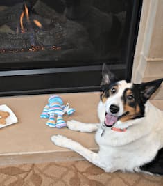 A dog sitting in front of a fireplace looks straight at the camera