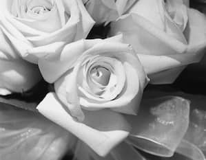 Weddings, White Roses