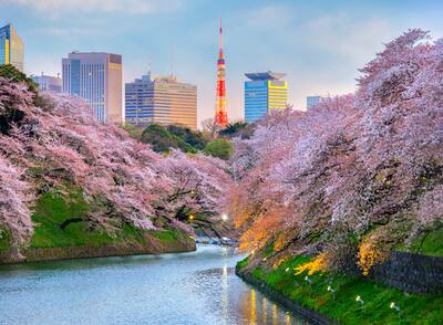 Cherry blossom trees in Tokyo