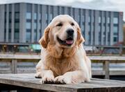Golden retriever sitting on table in front of hotel
