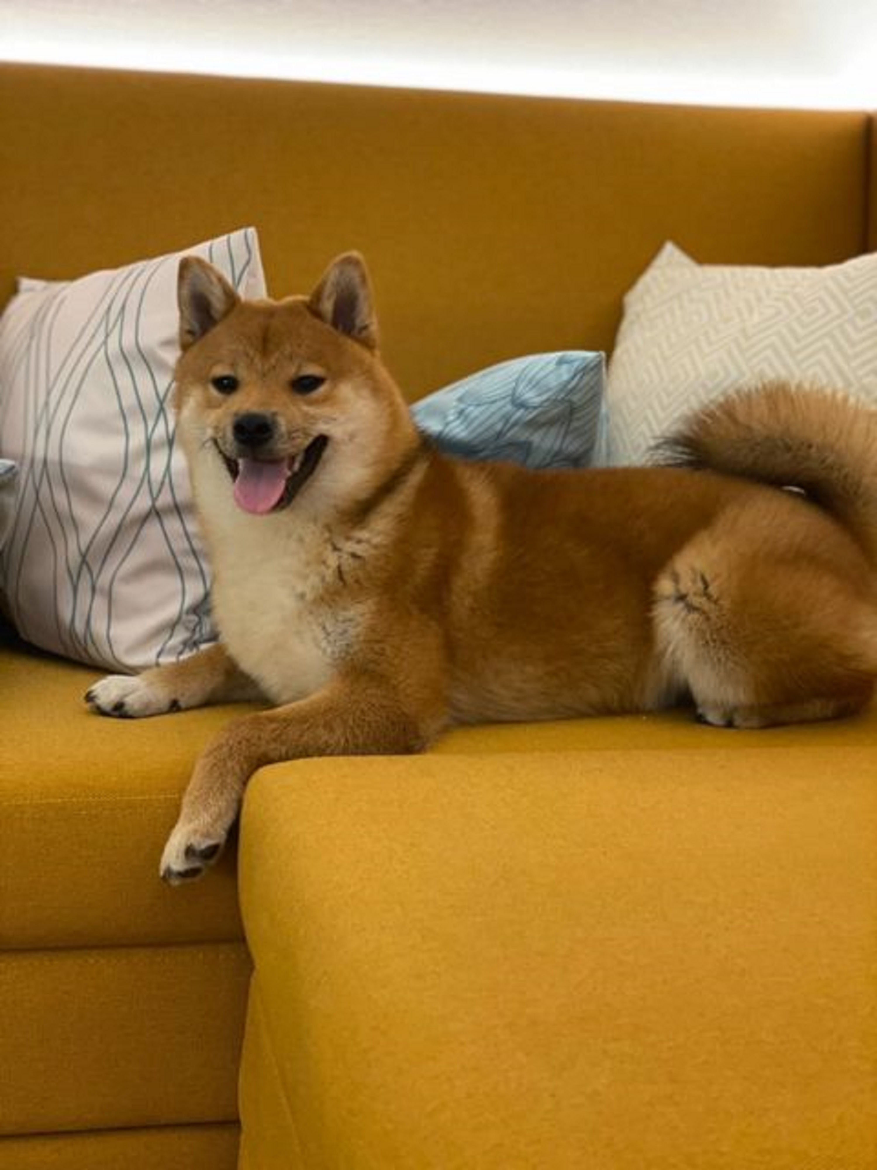 a Dog Sitting on a Sofa